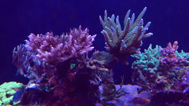 SPS-Steinkorallen unter aktinisch-blauem aquaBAR-Licht in einem Kundenbecken