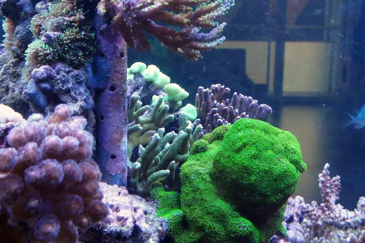 Dasselbe Riffaquarium zwei Monate nach Montage der aquaBAR: kräftigere Korallenfarben
