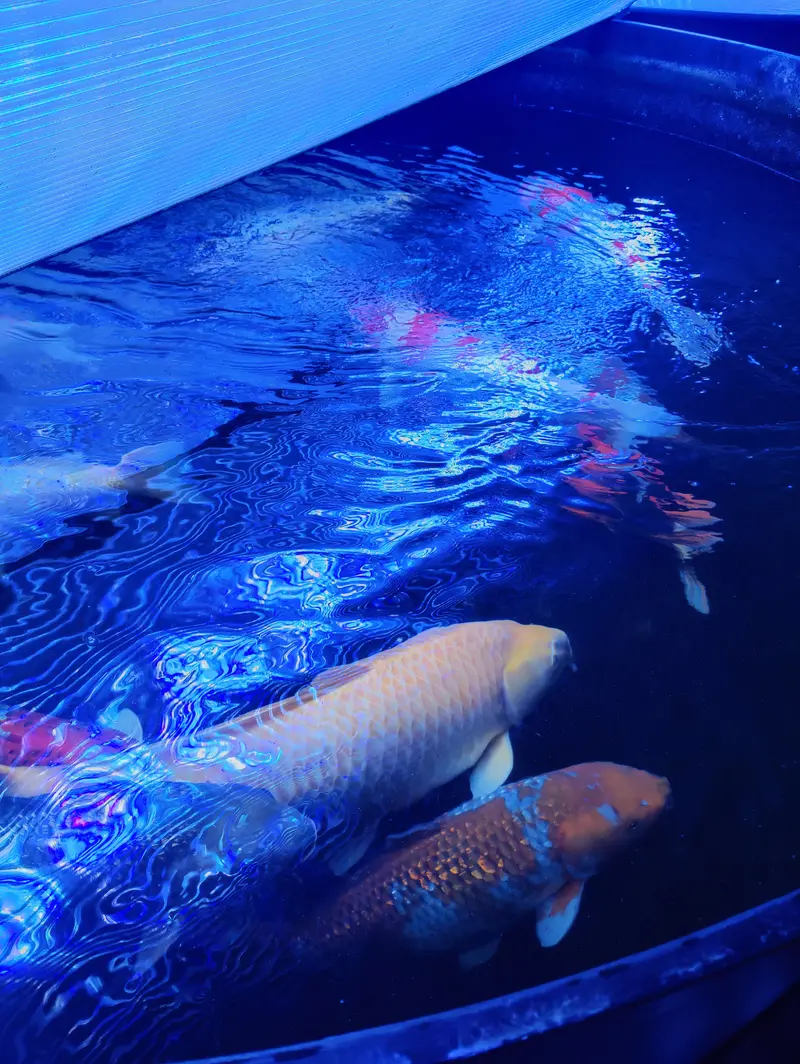 aquaBAR Gen4 Koi – Produktbild 3
