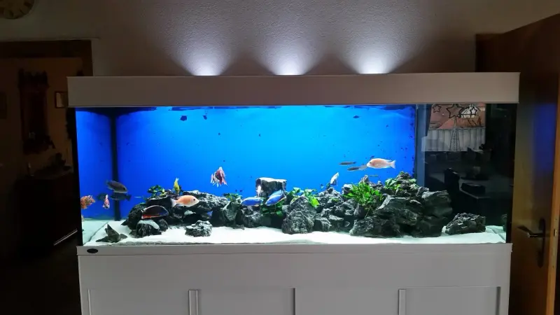 Süßwasser Malawi-Barschbecken mit aquaBAR150 – Süßwasseraquarium mit aquaLEDs-Beleuchtung