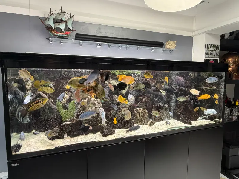 Red Sea s1000g2 – Süßwasseraquarium mit aquaLEDs-Beleuchtung