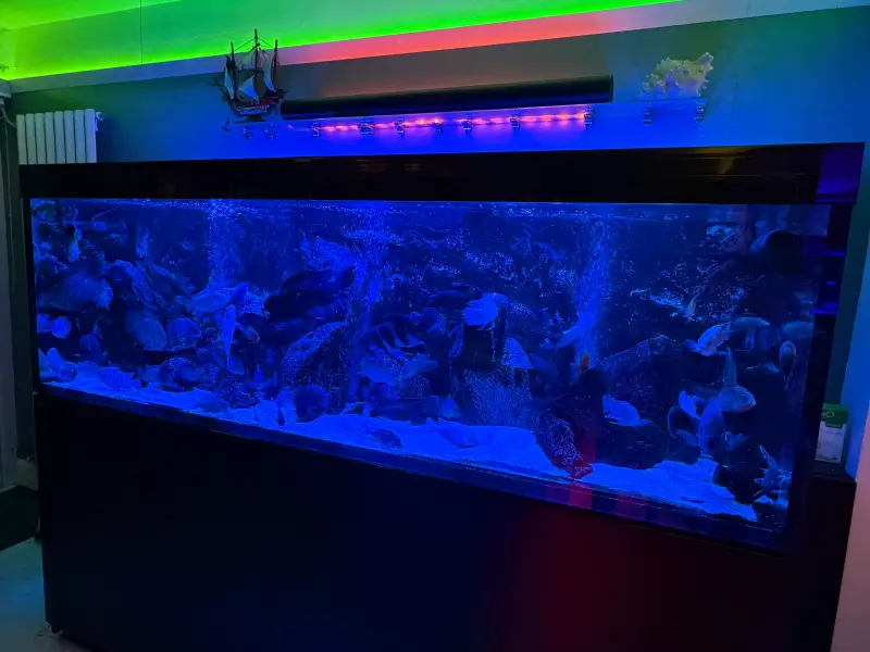 Red Sea s1000g2 – Bild 2