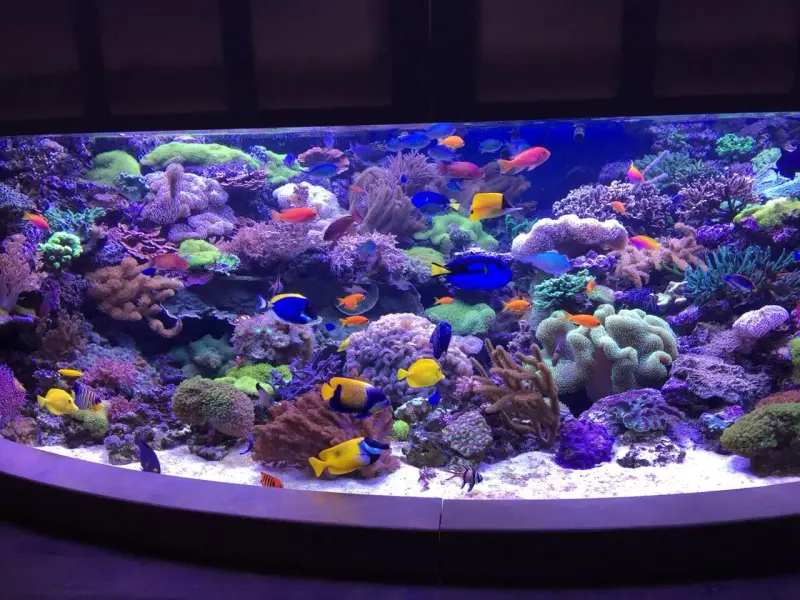 Meerwasseraquarium mit sieben aquaBARs – Meerwasseraquarium mit aquaLEDs-Beleuchtung