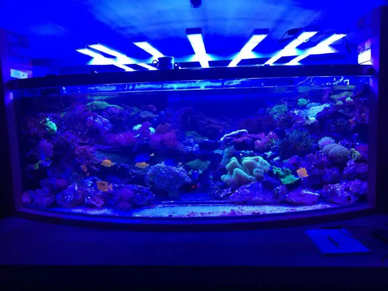 Meerwasseraquarium mit sieben aquaBARs – Bild 3