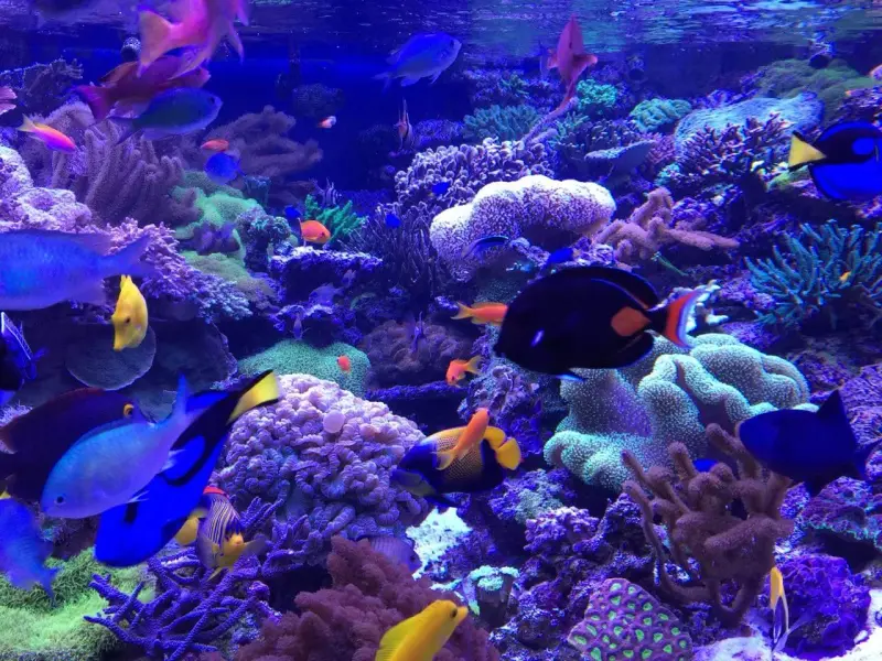 Meerwasseraquarium mit sieben aquaBARs – Bild 4