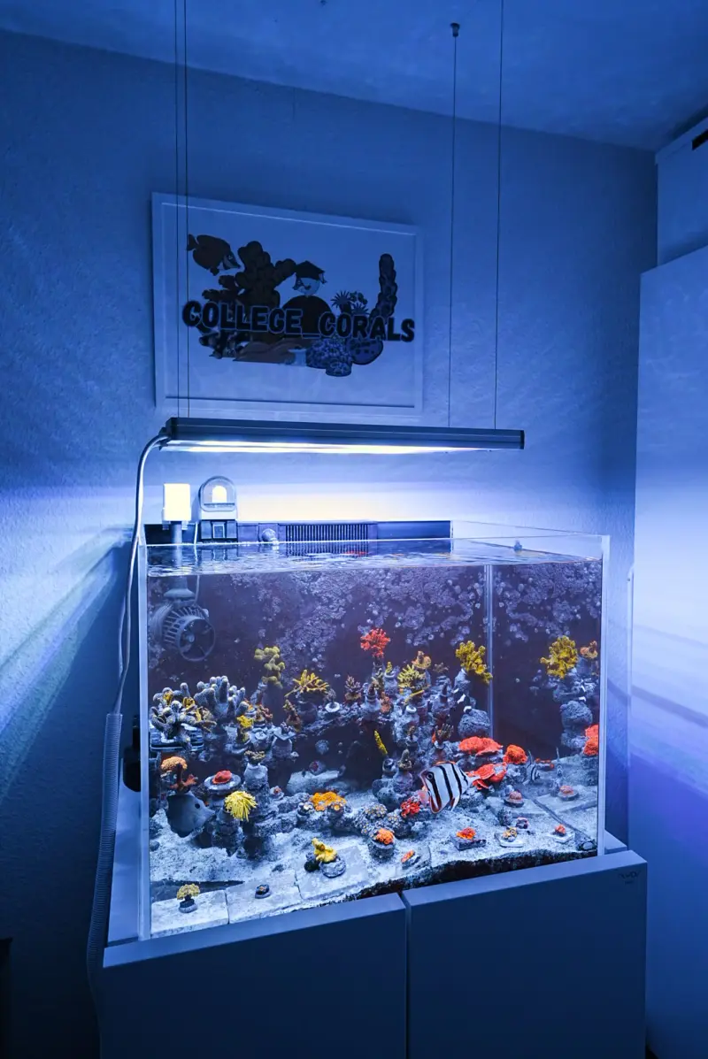 Pauls Tank – Meerwasseraquarium mit aquaLEDs-Beleuchtung