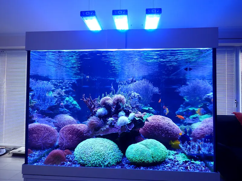 Wohnzimmer Riff – Meerwasseraquarium mit aquaLEDs-Beleuchtung