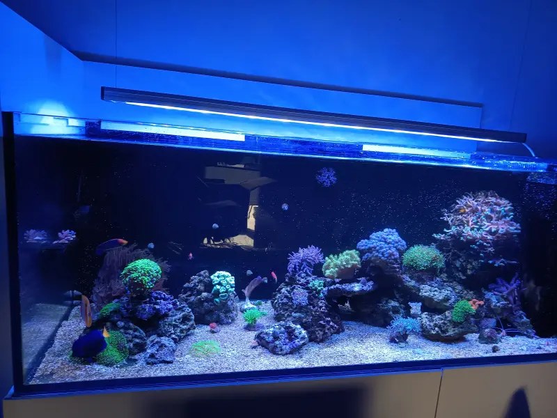 Oceans Dream – Meerwasseraquarium mit aquaLEDs-Beleuchtung