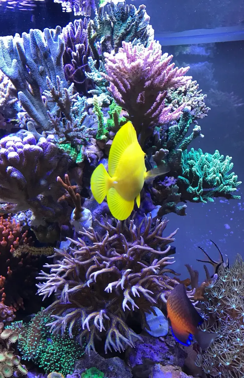 Meerwasseraquarium mit zwei aquaBAR75 – Meerwasseraquarium mit aquaLEDs-Beleuchtung