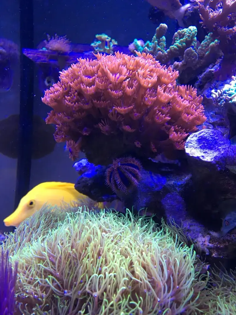 Meerwasseraquarium mit zwei aquaBAR75 – Bild 3