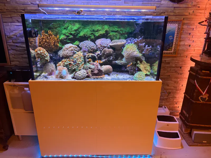 Meerwasserbecken – Meerwasseraquarium mit aquaLEDs-Beleuchtung