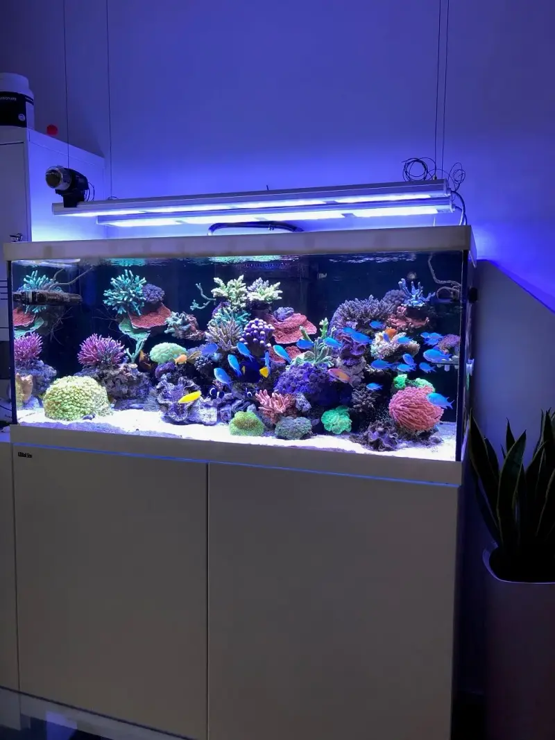 SPS Korallenbecken mit 2x aquaBAR100 – Bild 2