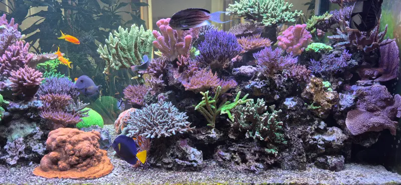 750 L Aquarium – Meerwasseraquarium mit aquaLEDs-Beleuchtung