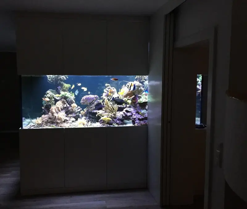 Gemischtes Korallenbecken mit 3x aquaBAR200 – Meerwasseraquarium mit aquaLEDs-Beleuchtung