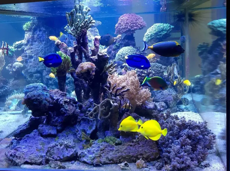 Gemischtes Korallenbecken mit 3x aquaBAR200 – Bild 2