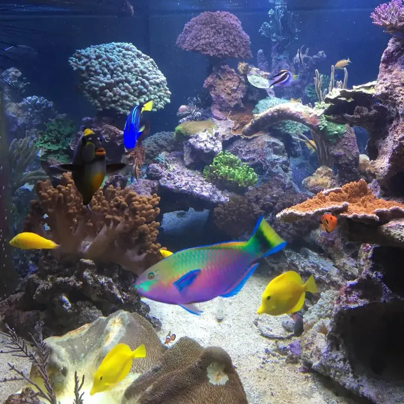 Gemischtes Korallenbecken mit 3x aquaBAR200 – Bild 3