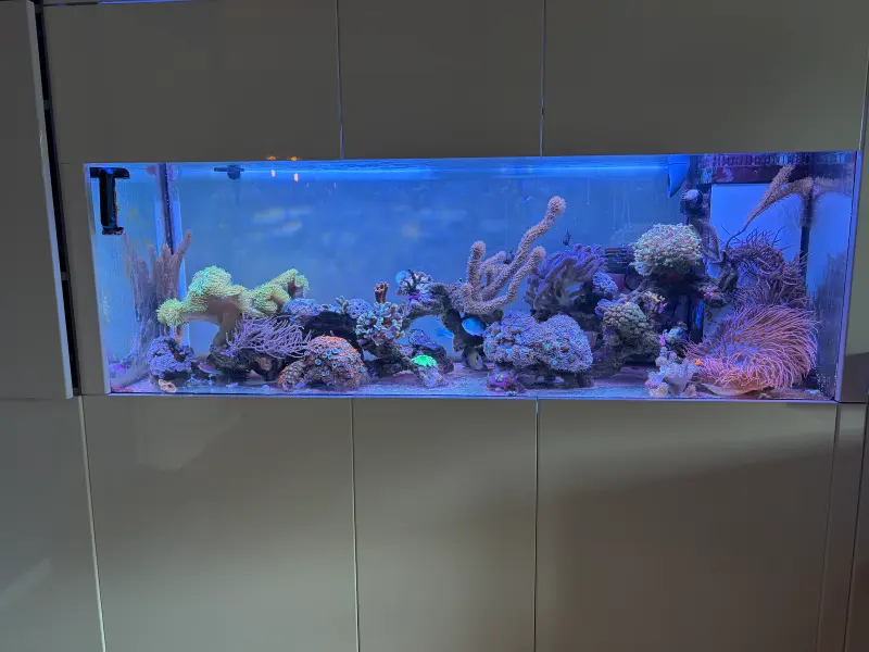 400l Allerlei – Meerwasseraquarium mit aquaLEDs-Beleuchtung