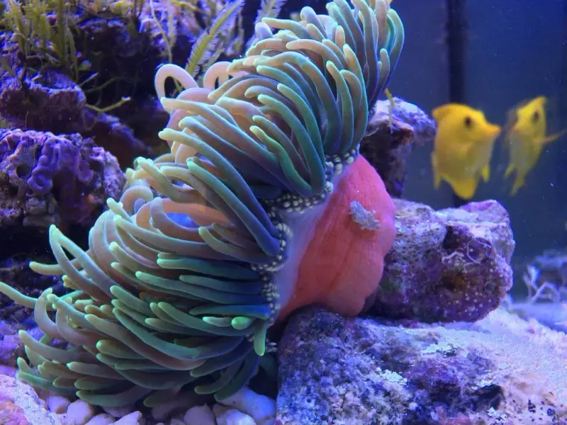 Cube Meerwasseraquarium mit einem aquaPAD – Meerwasseraquarium mit aquaLEDs-Beleuchtung