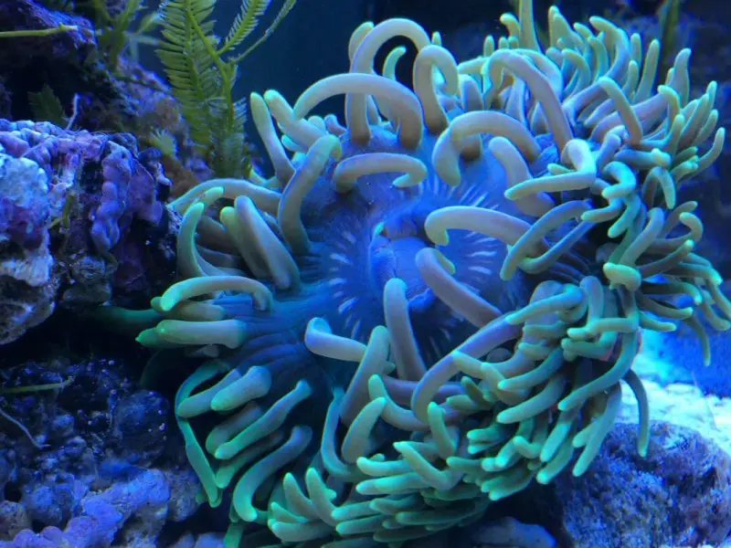 Cube Meerwasseraquarium mit einem aquaPAD – Bild 2