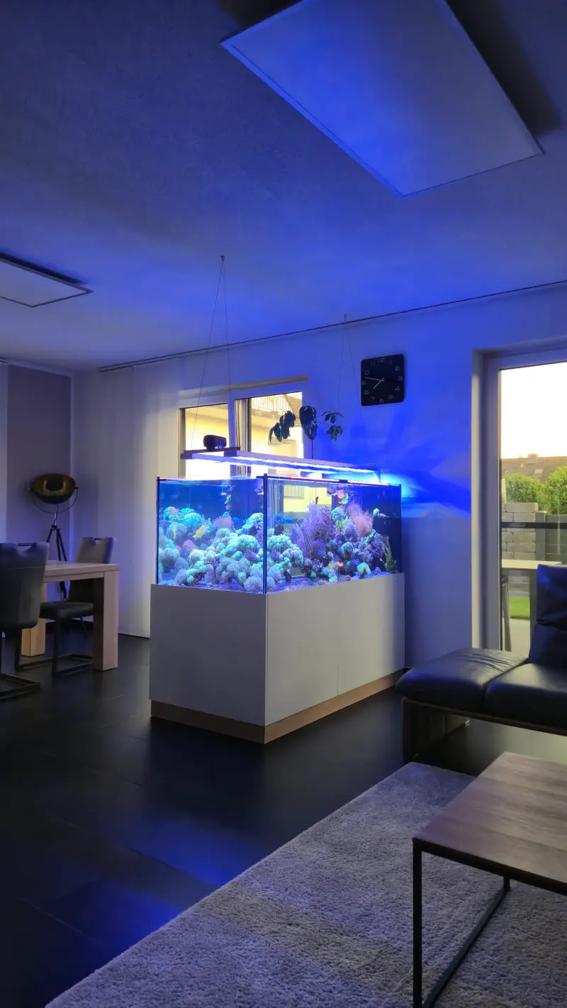 Raumteiler – Meerwasseraquarium mit aquaLEDs-Beleuchtung