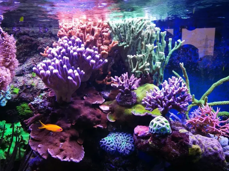 Korallenbecken mit 2x aquaBAR75 und 2x aquaBAR175 – Meerwasseraquarium mit aquaLEDs-Beleuchtung