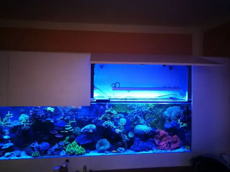 Korallenbecken mit 2x aquaBAR75 und 2x aquaBAR175 – Bild 3
