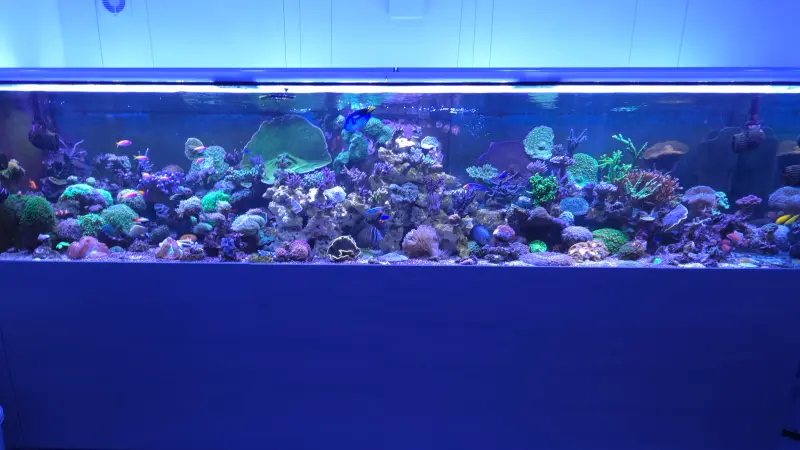 Haltis Reef – Meerwasseraquarium mit aquaLEDs-Beleuchtung