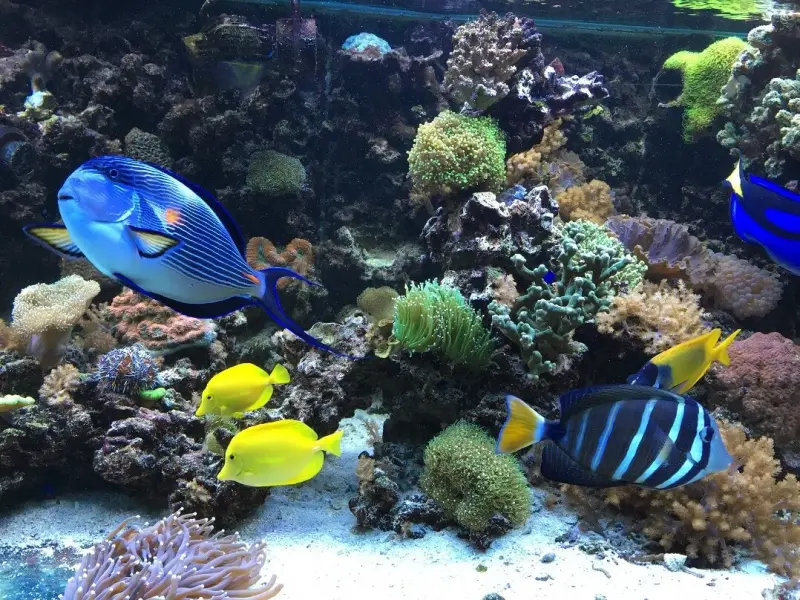 Meerwasseraquarium mit 9x aquaBAR150 – Meerwasseraquarium mit aquaLEDs-Beleuchtung