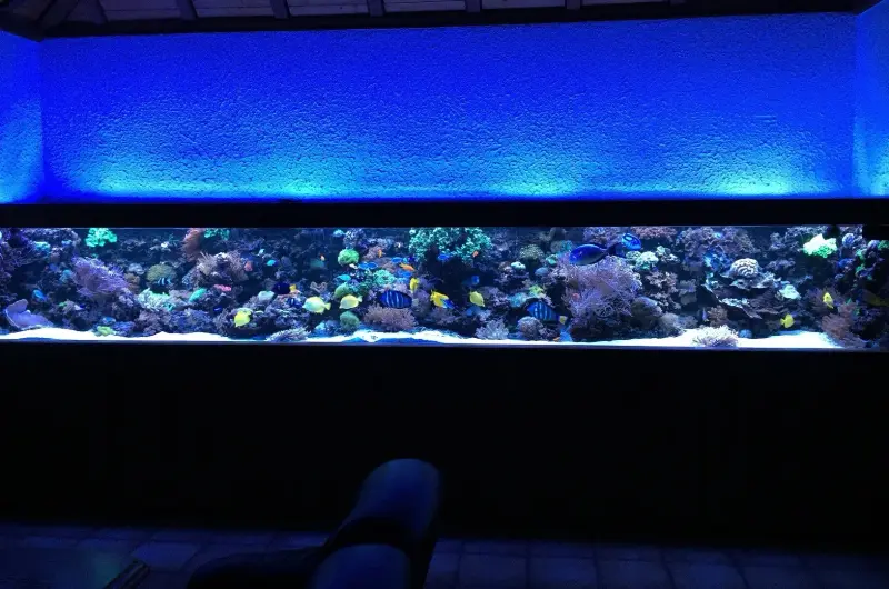 Meerwasseraquarium mit 9x aquaBAR150 – Bild 2