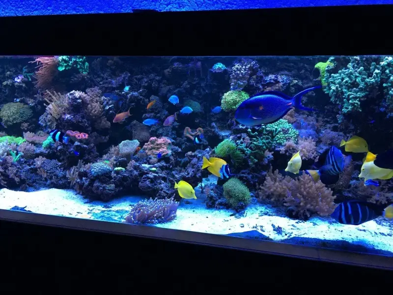 Meerwasseraquarium mit 9x aquaBAR150 – Bild 4