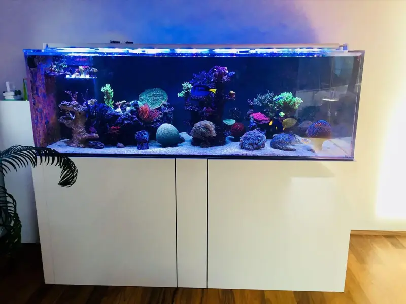 Aquarium mit 2x aquaBAR175 HC und 1x aquaBAR210 HC+ – Meerwasseraquarium mit aquaLEDs-Beleuchtung