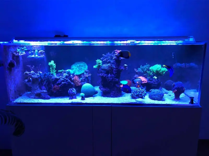 Aquarium mit 2x aquaBAR175 HC und 1x aquaBAR210 HC+ – Bild 2