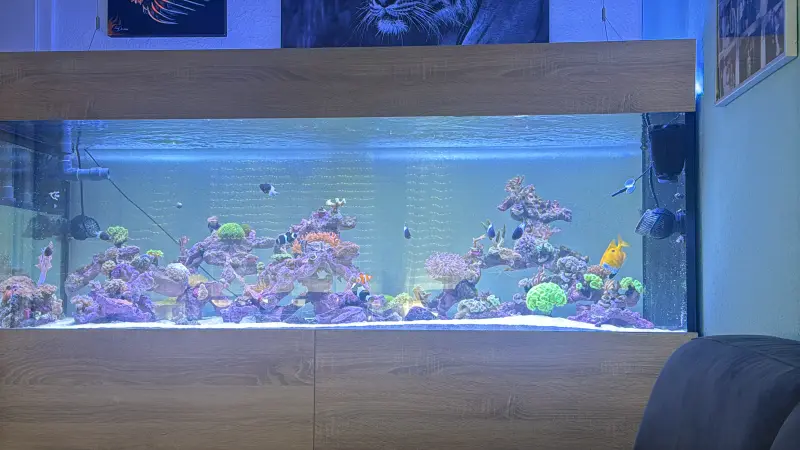 Wohnzimmer Mischriff – Meerwasseraquarium mit aquaLEDs-Beleuchtung