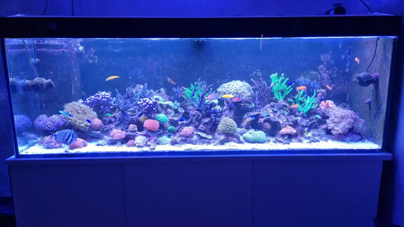 Mein Wohnzimmer Riff – Meerwasseraquarium mit aquaLEDs-Beleuchtung
