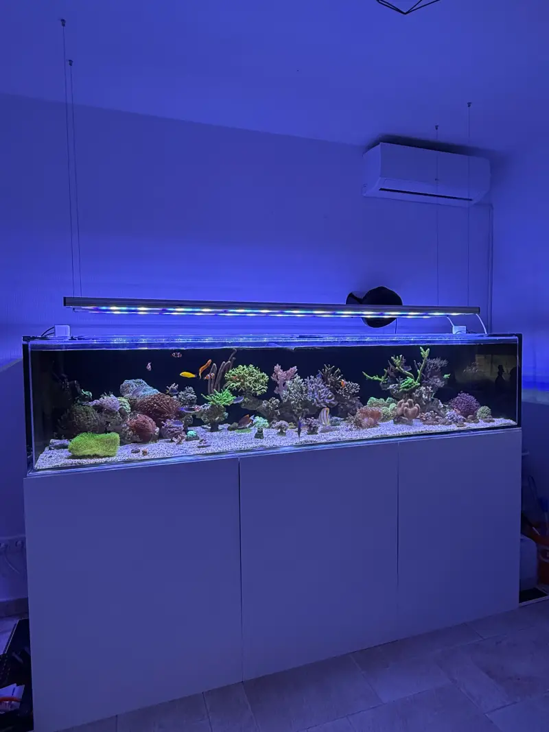 Robins_Riff – Meerwasseraquarium mit aquaLEDs-Beleuchtung