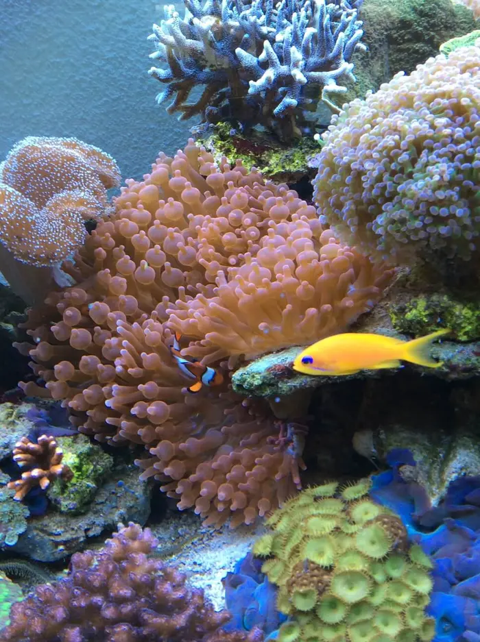Riffaquarium mit Korallen und Fischen unter aquaLEDs-Licht