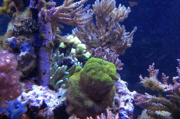Riffaquarium eines Kunden mit T5-Beleuchtung: blassere Farben